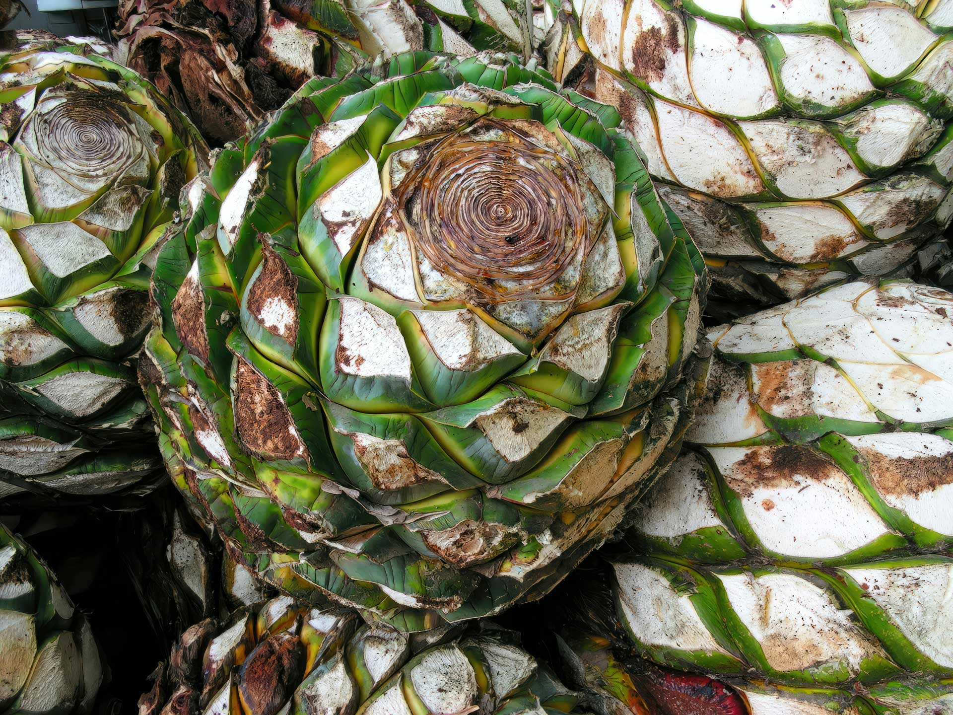 Palenque Mezcalero